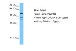 PDZRN3 Antibody, Novus Biologicals 100 &mu;L; Unconjugated:Antibodies,